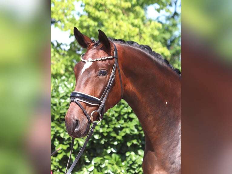 Hannover Castrone 4 Anni 170 cm Baio in Selsingen