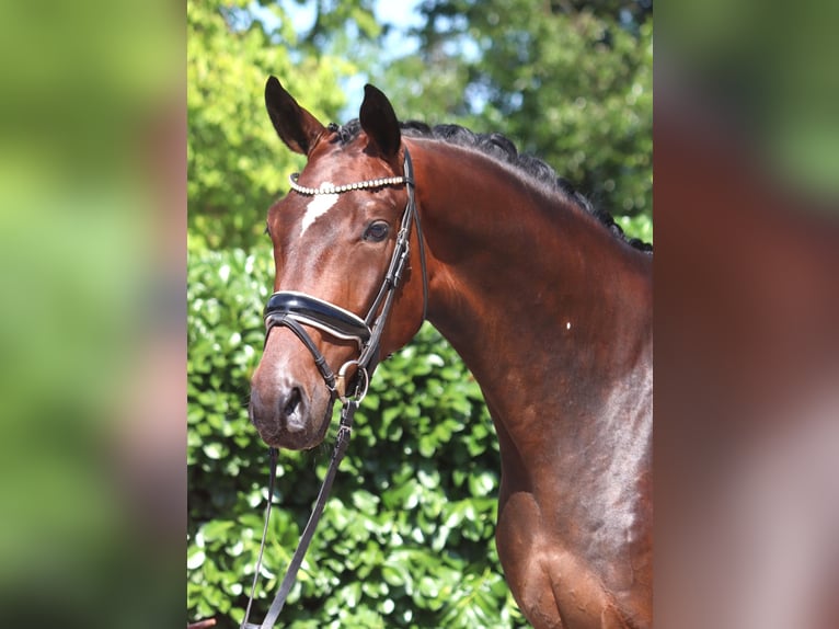 Hannover Castrone 4 Anni 170 cm Baio in Selsingen