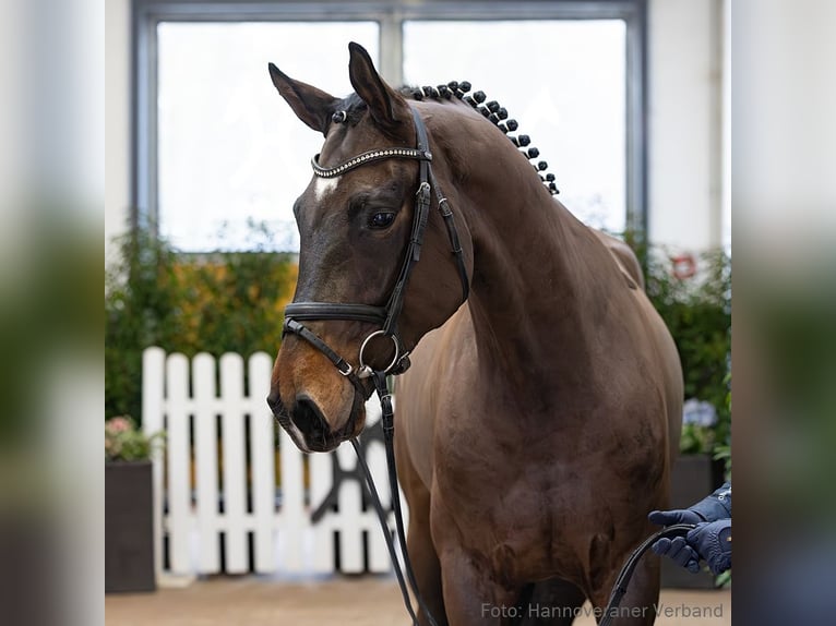 Hannover Castrone 4 Anni 170 cm Baio in Verden