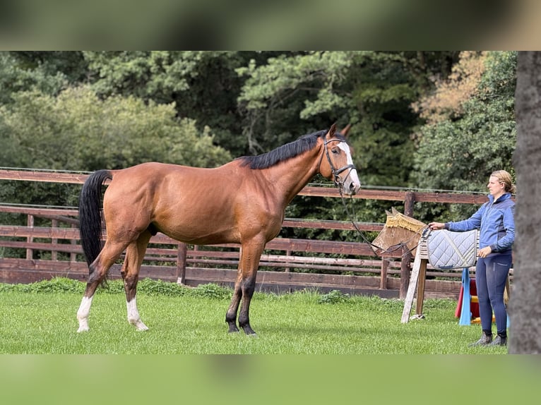Hannover Castrone 4 Anni 170 cm Baio in Schenklengsfeld
