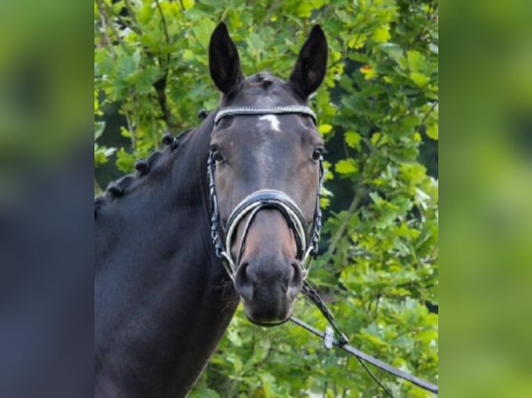 Hannover Castrone 4 Anni 170 cm Baio nero in Leer (Ostfriesland)