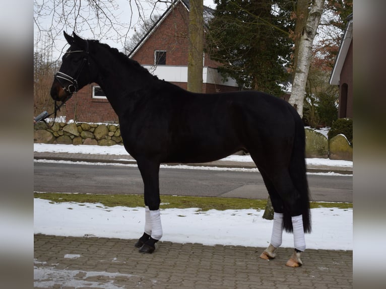 Hannover Castrone 4 Anni 170 cm Baio nero in Fredenbeck