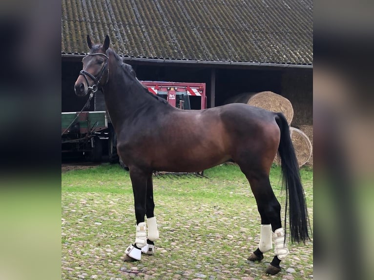 Hannover Castrone 4 Anni 170 cm Baio scuro in Schiffdorf