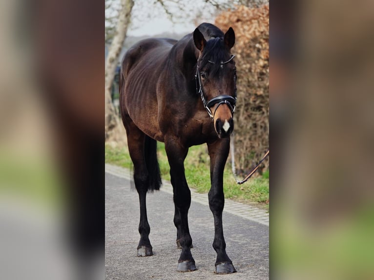 Hannover Castrone 4 Anni 170 cm Baio scuro in Someren