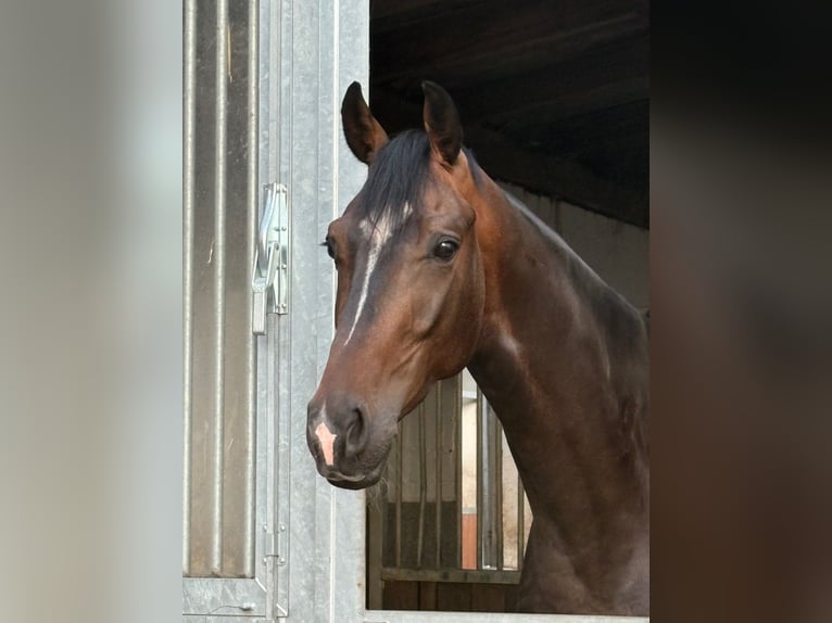 Hannover Castrone 4 Anni 170 cm Baio scuro in Verden (Aller)