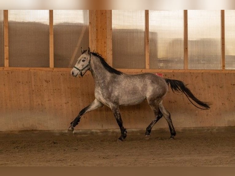 Hannover Castrone 4 Anni 170 cm Grigio in Horst