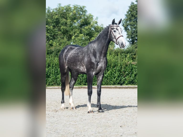 Hannover Castrone 4 Anni 170 cm Grigio pezzato in Bladel