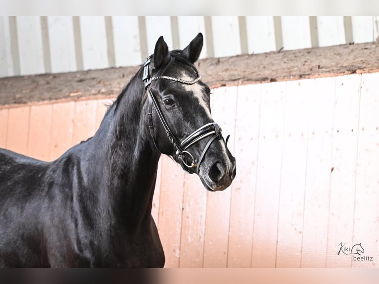 Hannover Castrone 4 Anni 170 cm Grigio pezzato in Deinstedt