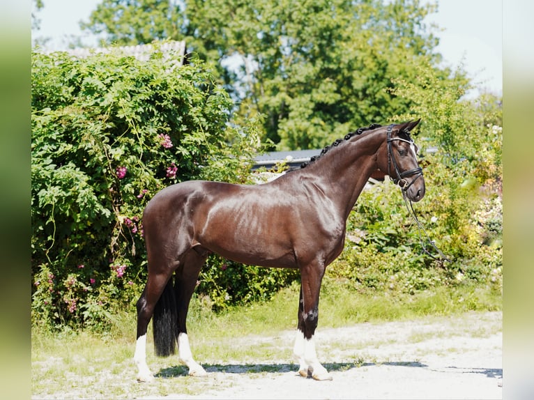 Hannover Castrone 4 Anni 170 cm Morello in Hohenfelde
