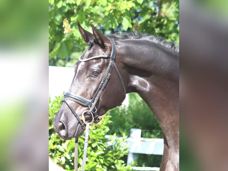 Hannover Castrone 4 Anni 170 cm Morello in Selsingen