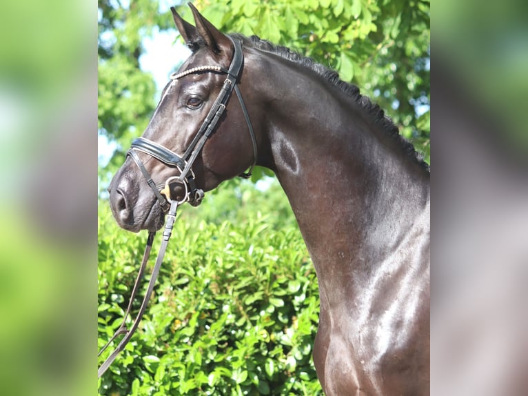 Hannover Castrone 4 Anni 170 cm Morello in Selsingen
