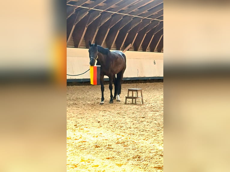Hannover Castrone 4 Anni 170 cm Morello in Paderborn