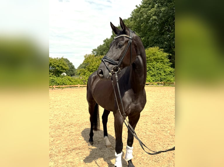 Hannover Castrone 4 Anni 170 cm Morello in Paderborn
