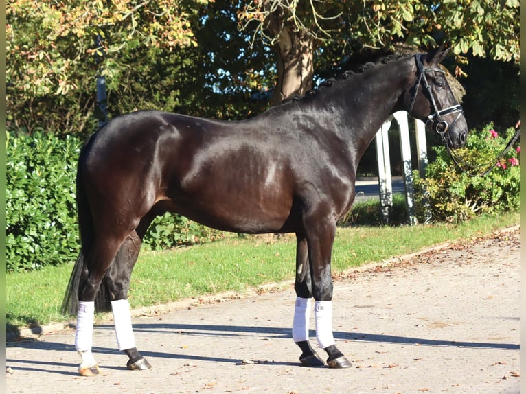 Hannover Castrone 4 Anni 170 cm Morello in Selsingen