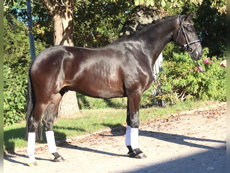 Hannover Castrone 4 Anni 170 cm Morello in Selsingen