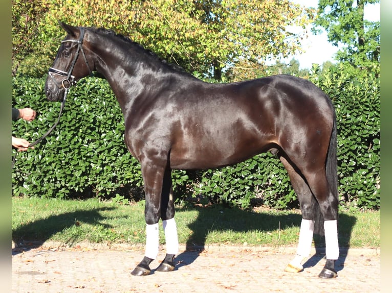 Hannover Castrone 4 Anni 170 cm Morello in Selsingen