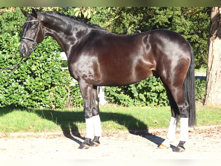 Hannover Castrone 4 Anni 170 cm Morello in Selsingen