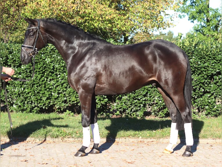 Hannover Castrone 4 Anni 170 cm Morello in Selsingen