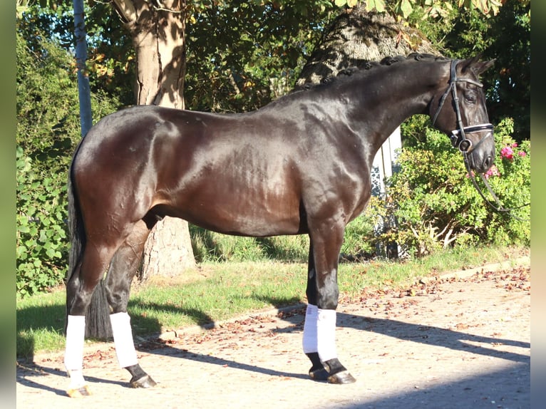 Hannover Castrone 4 Anni 170 cm Morello in Selsingen