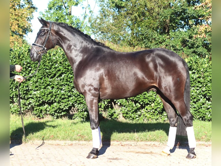 Hannover Castrone 4 Anni 170 cm Morello in Selsingen