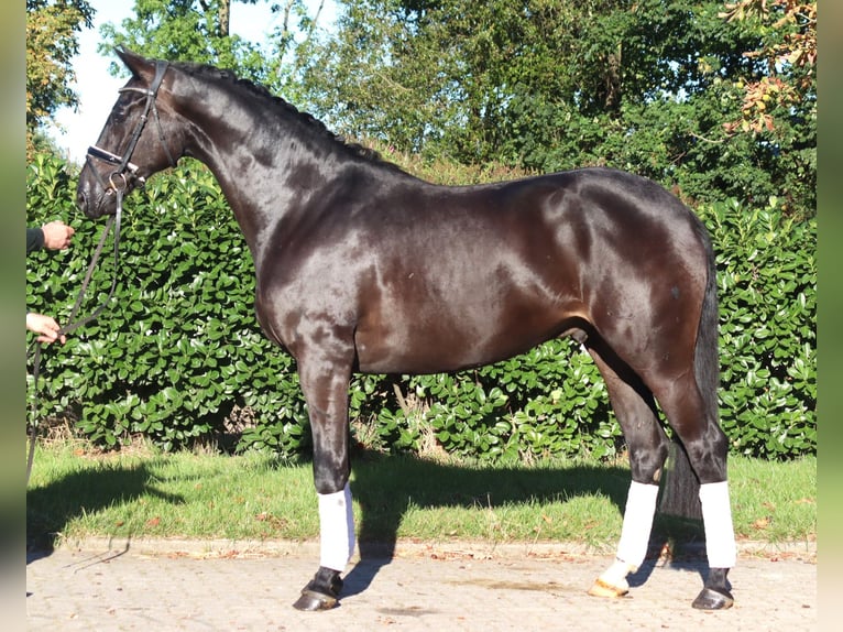 Hannover Castrone 4 Anni 170 cm Morello in Selsingen