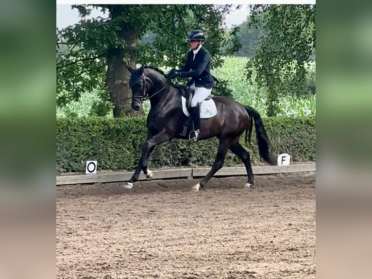 Hannover Castrone 4 Anni 170 cm Morello in G&#xFC;by