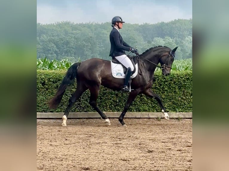 Hannover Castrone 4 Anni 170 cm Morello in G&#xFC;by