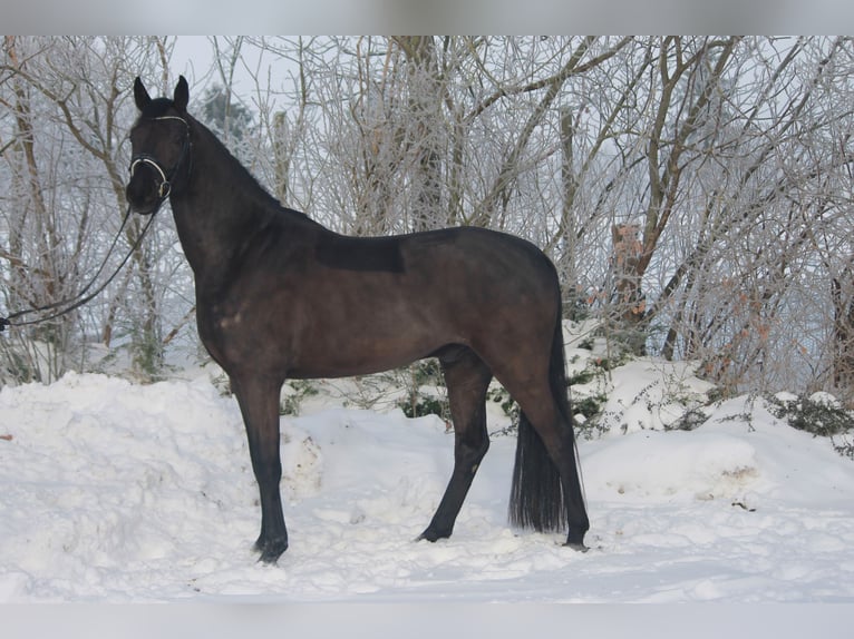 Hannover Castrone 4 Anni 170 cm Morello in Hepstedt