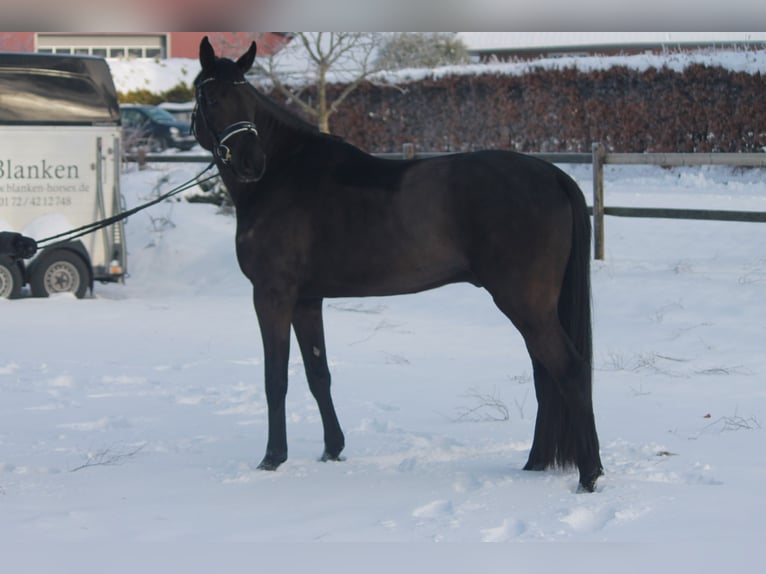Hannover Castrone 4 Anni 170 cm Morello in Hepstedt