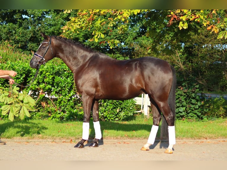 Hannover Castrone 4 Anni 170 cm Morello in Selsingen