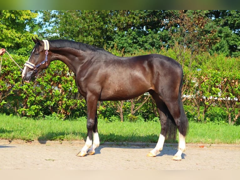 Hannover Castrone 4 Anni 170 cm Morello in Selsingen