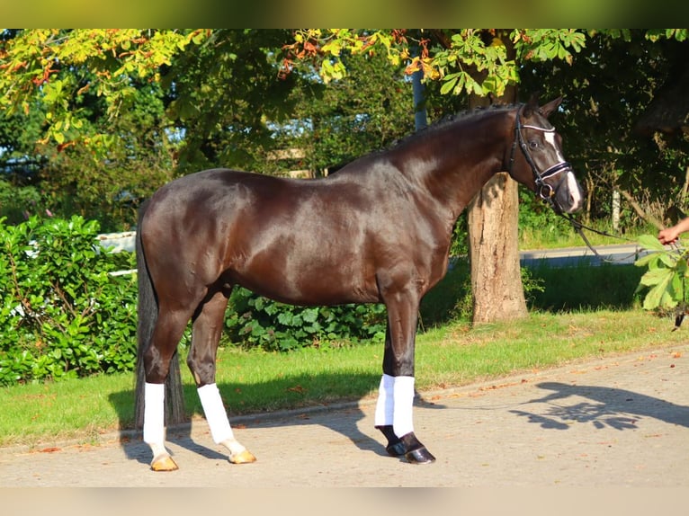 Hannover Castrone 4 Anni 170 cm Morello in Selsingen