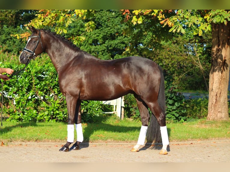 Hannover Castrone 4 Anni 170 cm Morello in Selsingen