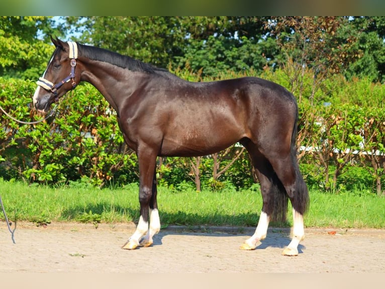 Hannover Castrone 4 Anni 170 cm Morello in Selsingen