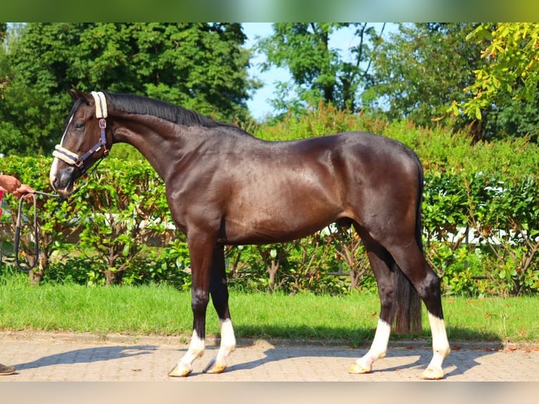 Hannover Castrone 4 Anni 170 cm Morello in Selsingen