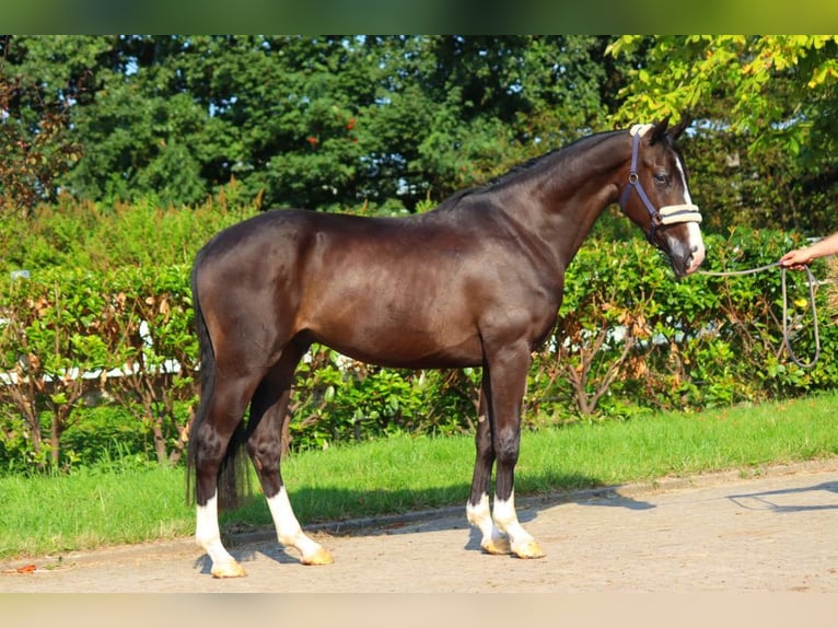 Hannover Castrone 4 Anni 170 cm Morello in Selsingen