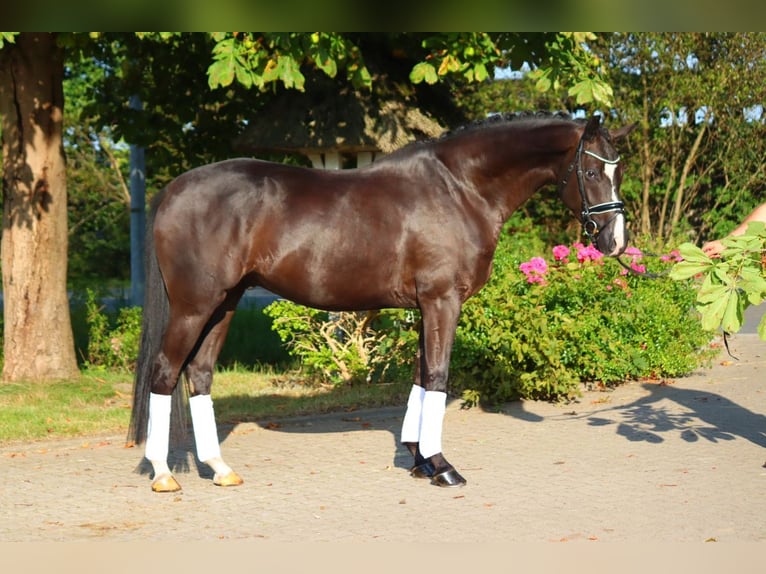 Hannover Castrone 4 Anni 170 cm Morello in Selsingen