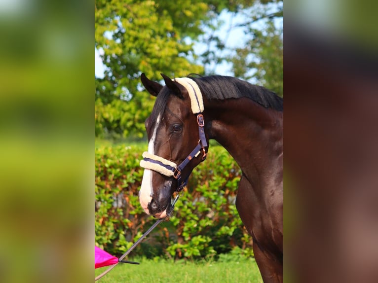 Hannover Castrone 4 Anni 170 cm Morello in Selsingen