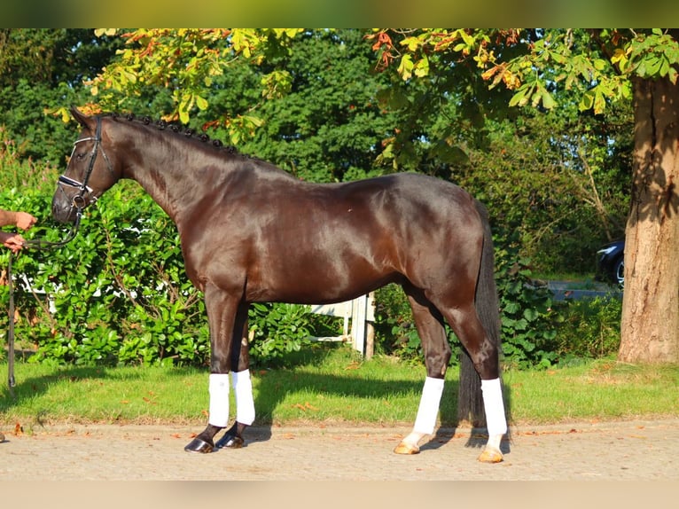 Hannover Castrone 4 Anni 170 cm Morello in Selsingen