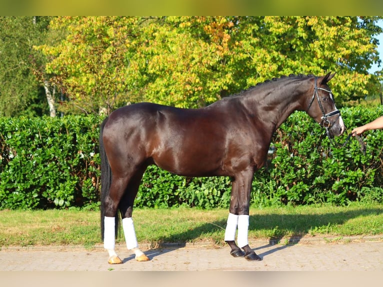 Hannover Castrone 4 Anni 170 cm Morello in Selsingen