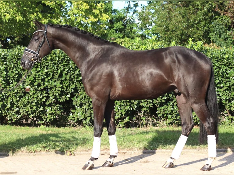 Hannover Castrone 4 Anni 170 cm Morello in Selsingen