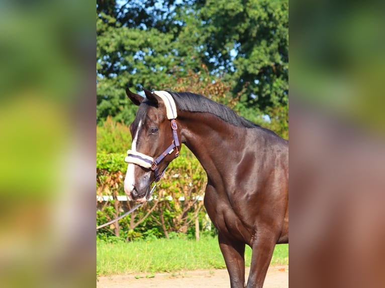 Hannover Castrone 4 Anni 170 cm Morello in Selsingen