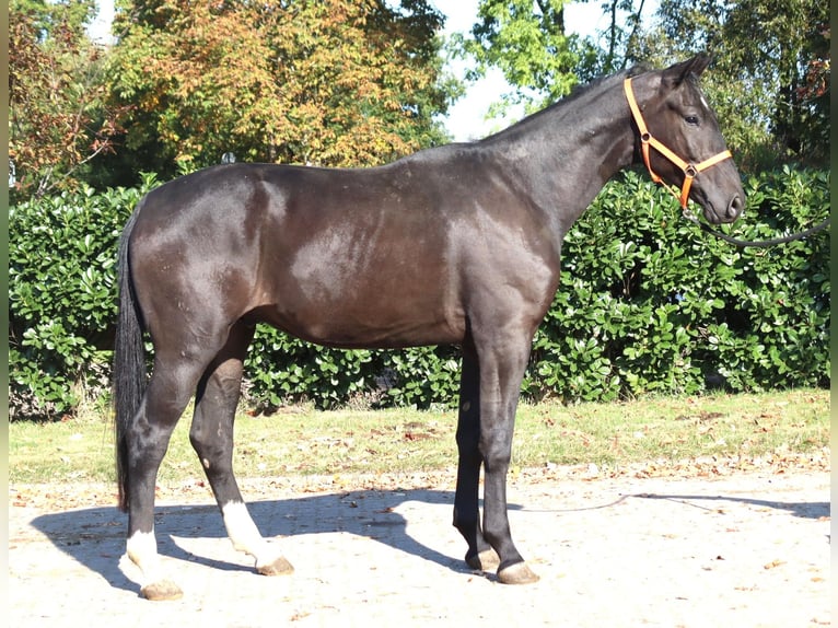 Hannover Castrone 4 Anni 170 cm Morello in Selsingen