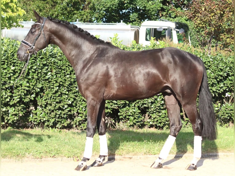 Hannover Castrone 4 Anni 170 cm Morello in Selsingen
