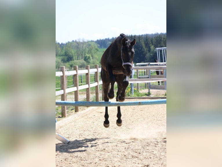 Hannover Castrone 4 Anni 170 cm Morello in Weil