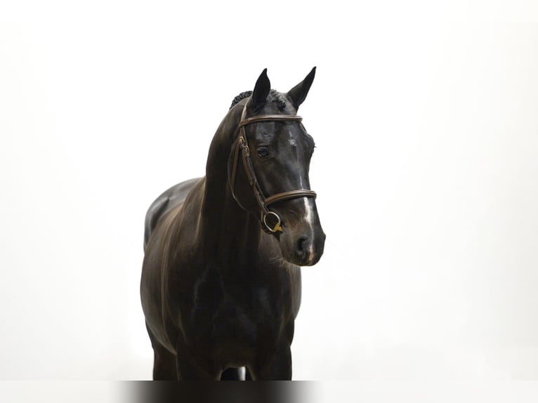 Hannover Castrone 4 Anni 170 cm Morello in Waddinxveen