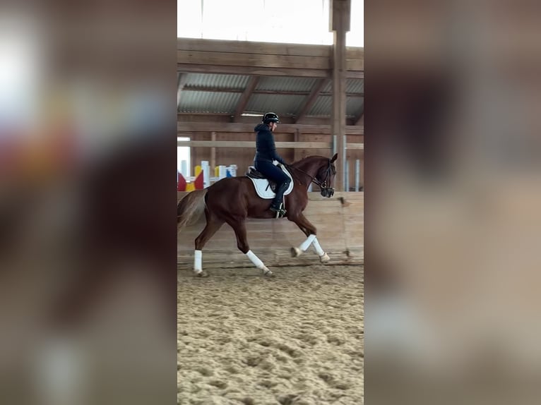 Hannover Castrone 4 Anni 170 cm Sauro in Oettingen in Bayern