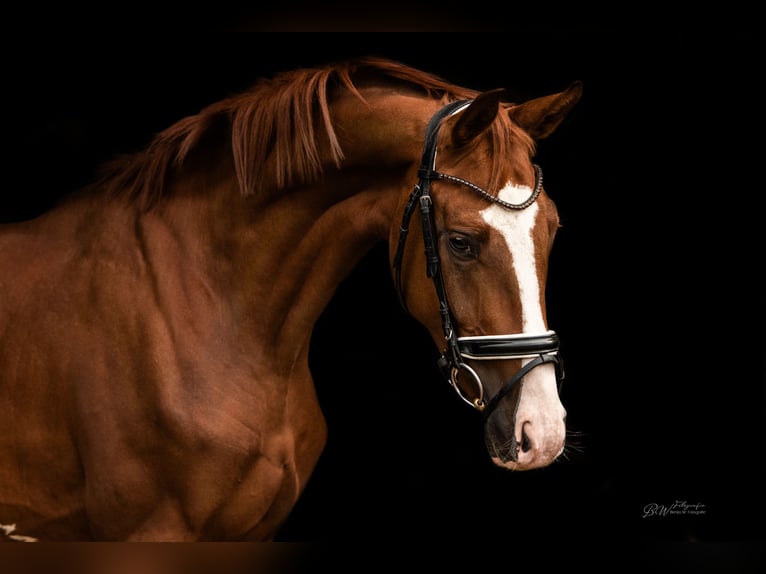 Hannover Castrone 4 Anni 170 cm Sauro in Barntrup