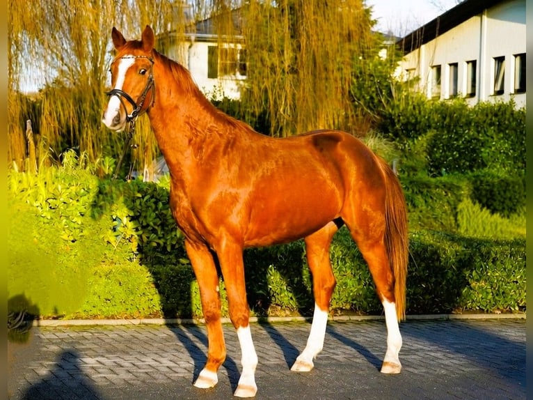 Hannover Castrone 4 Anni 170 cm Sauro in Coesfeld