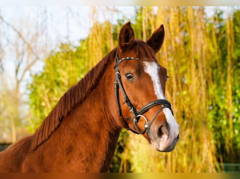 Hannover Castrone 4 Anni 170 cm Sauro in Coesfeld